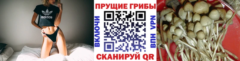 KRAKEN зеркало Дорогобуж Псилоцибиновые грибы MAGIC MUSHROOMS